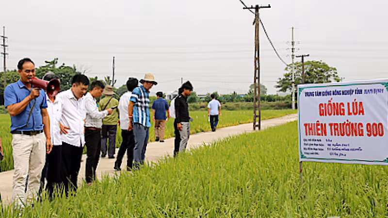 Mô hình trình diễn giống lúa Thiên Trường 900 tại xã Trực Chính, huyện Trực Ninh (Nam Định).