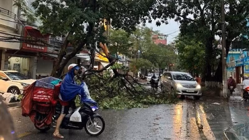 Chiều 19/7, mưa lớn kèm theo gió mạnh, trên một số tuyến đường của thành phố Hải Phòng đã có trường hợp cây xanh bị gãy đổ.