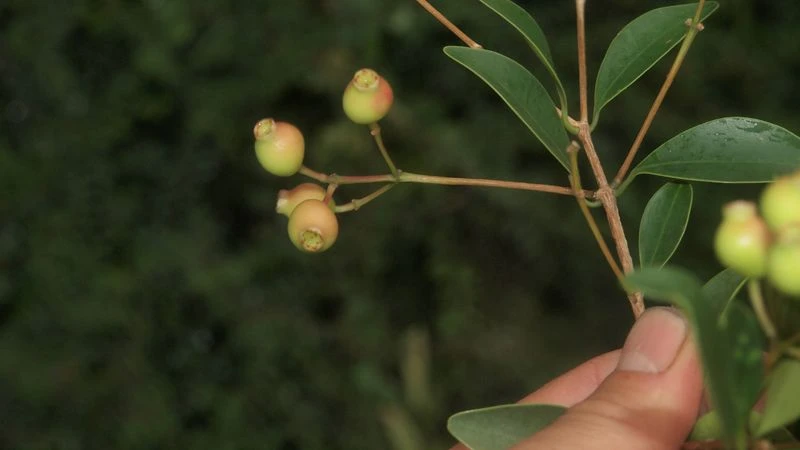 Loài thực vật Sầm cuống dài, một trong ba loài mới phát hiện tại Vườn Quốc gia Núi Chúa, xã Vĩnh Hải, huyện Ninh Hải, tỉnh Ninh Thuận. (Ảnh: Do Vườn Quốc gia Núi Chúa cung cấp)