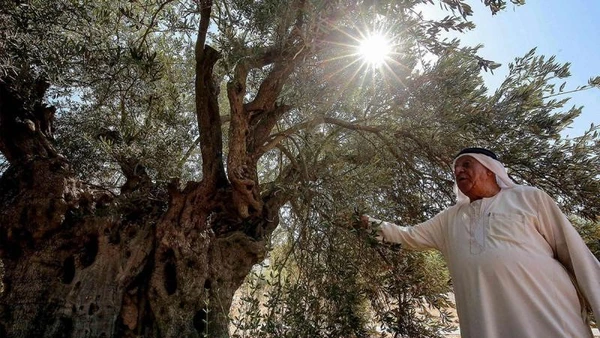[Video] Bảo tồn rừng oliu cổ thụ - Di sản văn hóa phi vật thể tại Jordan