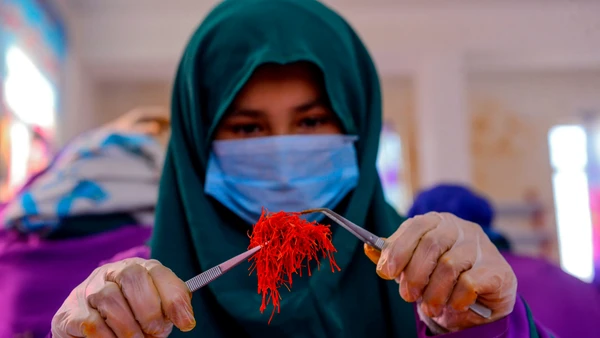 [Video] Nghệ tây – ngành sản xuất “vàng đỏ” tạo việc làm cho phụ nữ Afghanistan