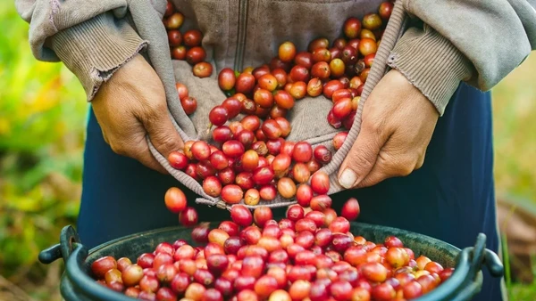 [Video] Hương thơm cà phê Lào lan tỏa ra thế giới