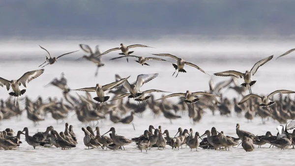 [Video] Công nghệ hồi sinh hệ sinh thái cho các loài quý hiếm tại Trung Quốc