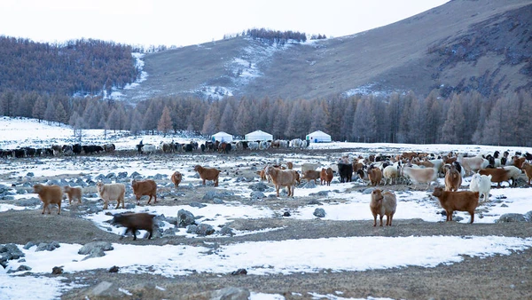 [Video] Đợt rét cực điểm khiến Mông Cổ thiệt hại hơn 26 nghìn con gia súc