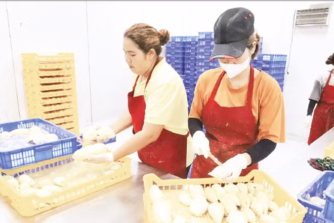 Sơ chế sầu riêng xuất khẩu tại một doanh nghiệp trên địa bàn tỉnh Đắk Lắk. (Ảnh CÔNG LÝ)