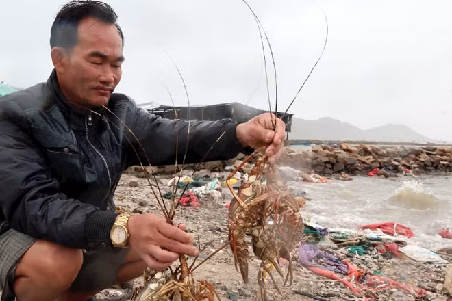 Ông Đỗ Tân Thông xót xa nhìn những con tôm hùm chết sau lũ.