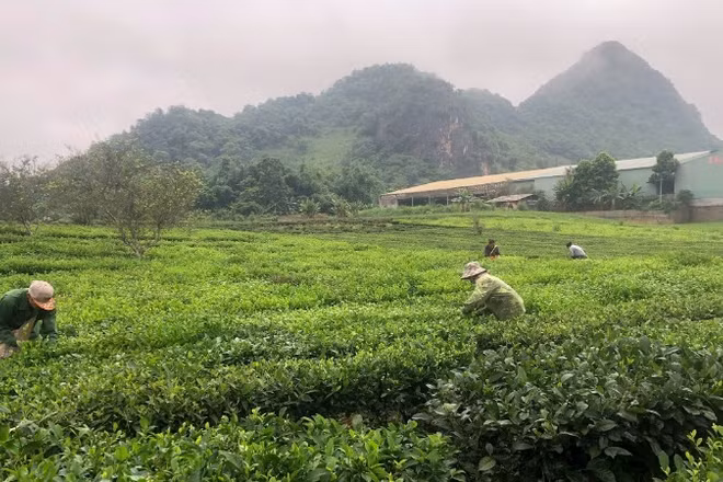 Nông dân xã Bình Thuận, tỉnh Sơn La thu hoạch chè.