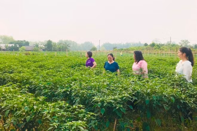 Cán bộ xã Hòa An (tỉnh Cao Bằng) thường xuyên xuống địa bàn hỗ trợ người dân kỹ thuật trồng và chăm sóc cây ớt. (Ảnh: QUỲNH CHI)