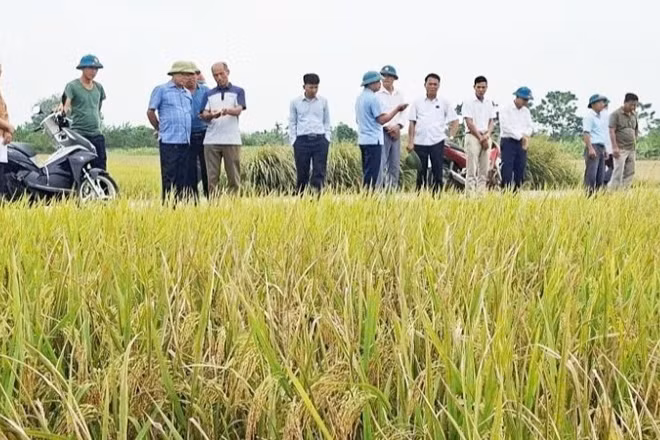 Xã Trần Phú vận động người dân thu hoạch lúa sớm. 