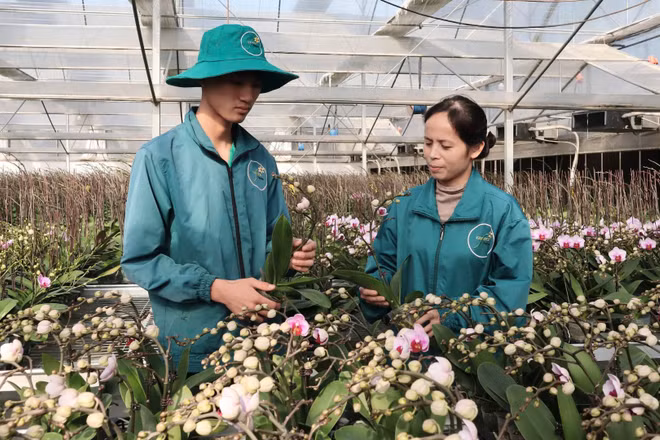 Hợp tác xã Đan Hoài (xã Đan Phượng, Hà Nội) tiên phong trong lĩnh vực sản xuất hoa lan hồ điệp ứng dụng công nghệ cao. (Ảnh: Giang Sơn)