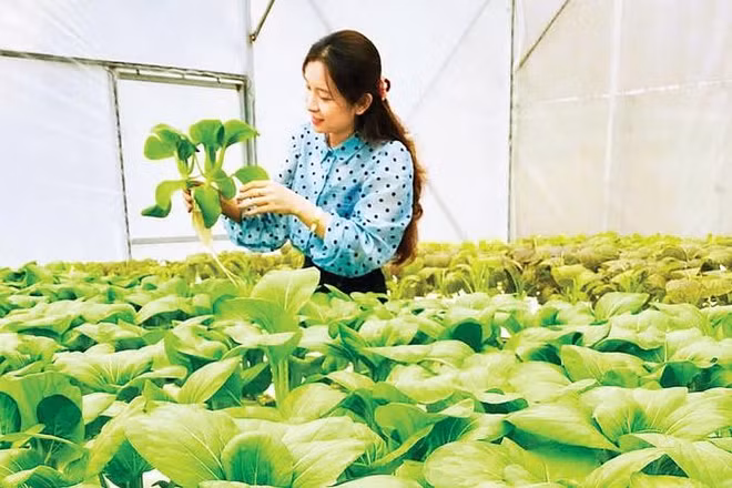 Khu sản xuất rau an toàn của Hợp tác xã Cao Minh Tâm, xã Việt Tiến, tỉnh Hưng Yên.