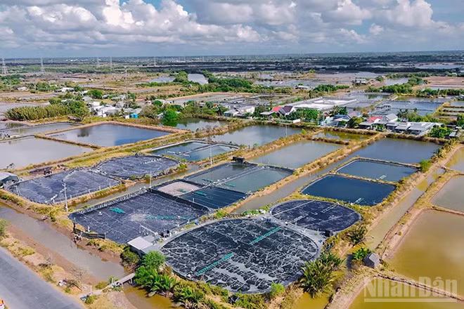 Các xã, phường ven biển tỉnh Vĩnh Long có lợi thế nuôi tôm công nghiệp, mật độ cao.