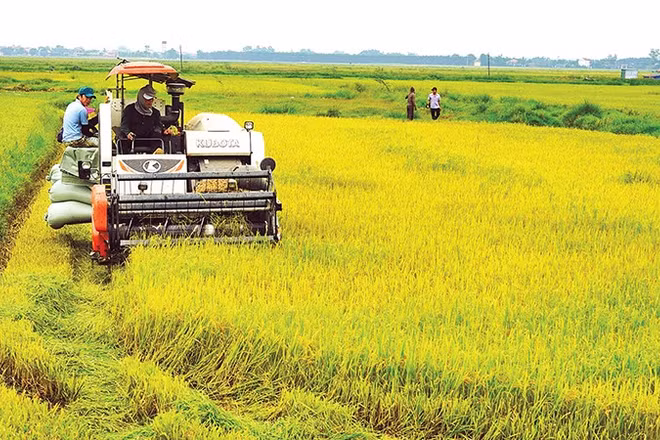 Lúa là cây trồng chủ lực của tỉnh Quảng Trị được cấp 35 mã số vùng trồng.