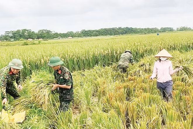Các đơn vị quân đội đóng quân trên địa bàn xã Đa Phúc hỗ trợ người dân thu hoạch lúa mùa chạy lũ. (Ảnh HOÀNG SƠN)