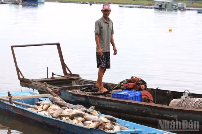 Ông Lê Văn Quyết một trong 16 hộ dân có cá tại các lồng bị chết, xót xa nhìn chiếc ghe đầy ắp cá đưa vào bờ.
