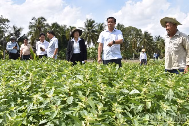 Lãnh đạo tỉnh Đồng Tháp kiểm tra ruộng rau thiệt hại ở xã Long Hưng. 