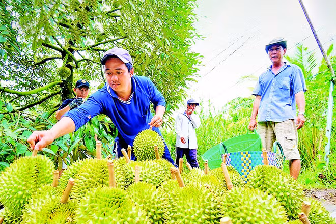 Nông dân An Giang thu hoạch sầu riêng. (Ảnh PHONG LINH)
