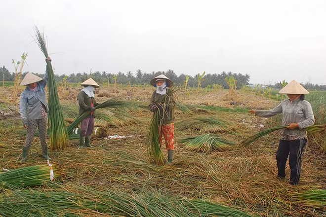 Lác cọng, nguyên liệu cho làng nghề dệt chiếu Cà Hom, Bến Bạ, xã Hàm Giang, tỉnh Vĩnh Long.