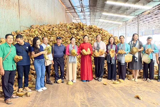 Dừa là một trong những sản phẩm du lịch đặc trưng của tỉnh Vĩnh Long. 