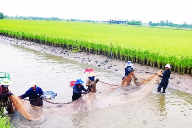 Mô hình lúa hữu cơ, kết hợp nuôi tôm càng xanh xã Long Hòa, tỉnh Vĩnh Long.