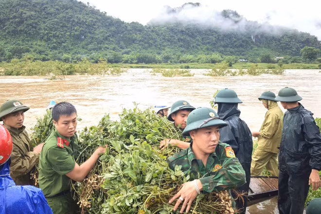 Công an xã Trường Sơn phối hợp với Đồn Biên phòng Làng Mô giúp dân thu hoạch lạc "chạy" lũ.