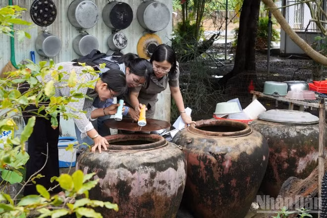 Diệt loăng quăng để phòng, chống sốt xuất huyết trên địa bàn tỉnh Đồng Tháp. (Ảnh: CAO THẮNG)