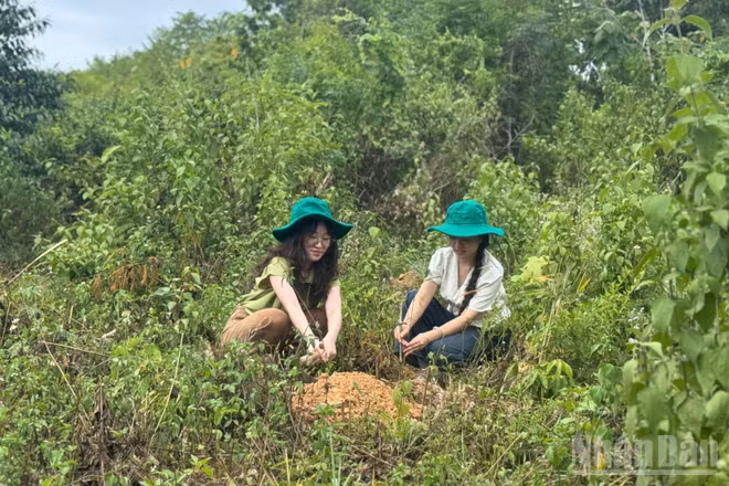 Cán bộ dự án tham gia trồng cây cùng bà con dân bản. 