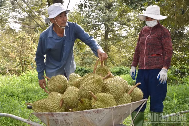 Đồng Tháp tiến hành truy xuất nguồn gốc sầu riêng ngay tại vườn.