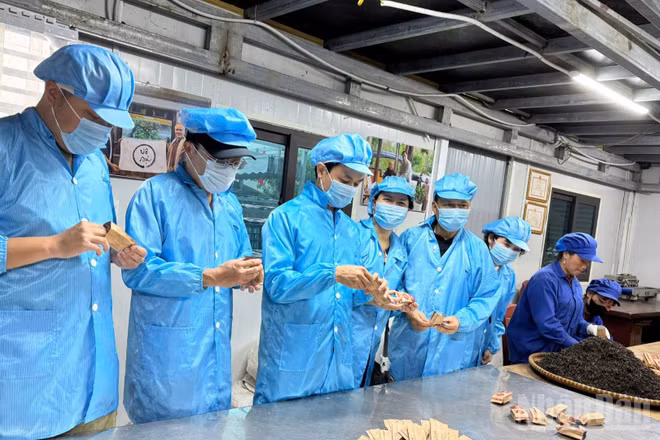 Chuyên gia và lao động tại nhà máy sản xuất trà ép bánh Shanam tại Tà Xùa, Sơn La. (Ảnh: THU HÀ)