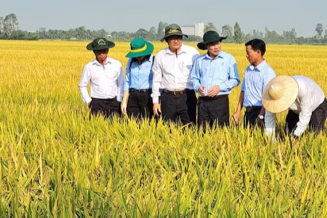 Nông dân Cần Thơ trồng lúa phát thải thấp, thích ứng với biến đổi khí hậu.