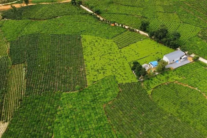 Những nương chè xanh mướt của Bản Lầu.