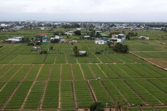 Những cánh đồng nha đam bạt ngàn ở vùng đất nam Khánh Hòa. (Ảnh: PV)