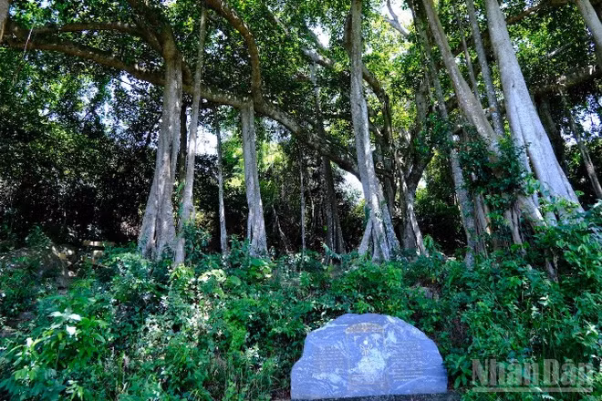 Cây Đa di sản trên bán đảo Sơn Trà. (Ảnh: ANH ĐÀO)