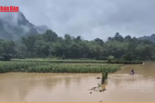 [Video] Mưa hơn 300mm gây ngập sâu tại Cao Bằng, ô tô khách bị lũ cuốn trôi