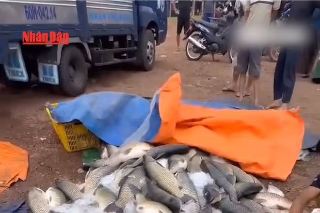 [Video] Hơn 150 tấn cá lồng bè trên hồ Trị An chết hàng loạt, thiệt hại khoảng 6 tỷ đồng