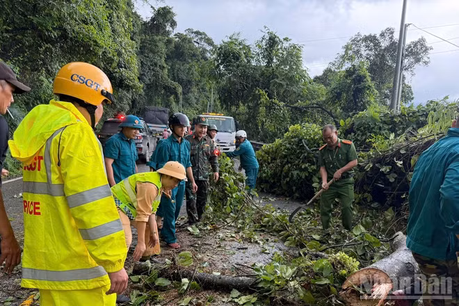 Hiện trường cây gạo cao hơn 10m ngã đổ chắn ngang đường đèo Bảo Lộc, xã Đạ Huoai 2, tỉnh Lâm Đồng.
