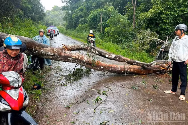 Hiện trường cây đổ khiến 2 người bị thương nặng tại xã Quảng Sơn, tỉnh Lâm Đồng.