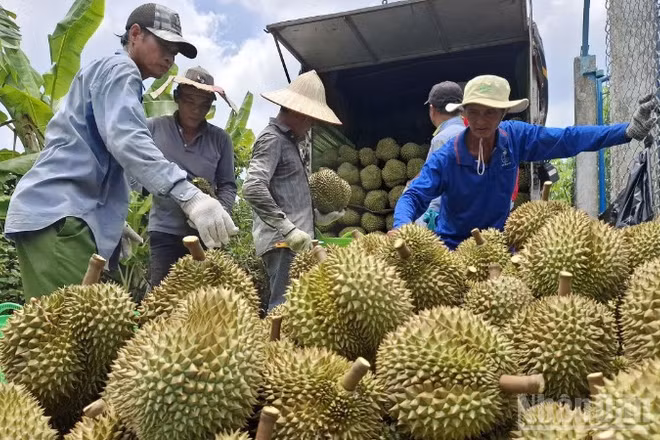 Nông dân xã Mỹ Thành, tỉnh Đồng Tháp bán sầu riêng cho thương lái.
