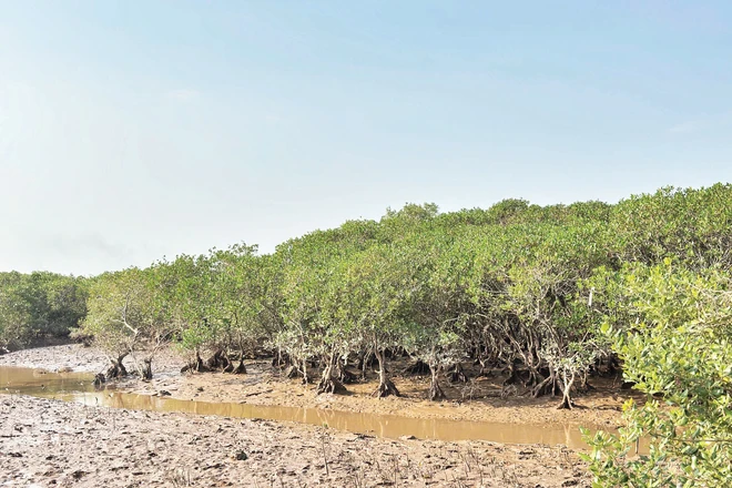 Rừng ngập mặn được phục hồi ở Diễn Châu (Nghệ An).
