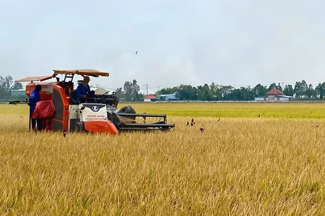 Cánh đồng lúa Đồng bằng sông Cửu Long không chỉ mang lại mùa vàng bội thu mà hứa hẹn sẽ có thêm lợi nhuận kép từ tín chỉ carbon.