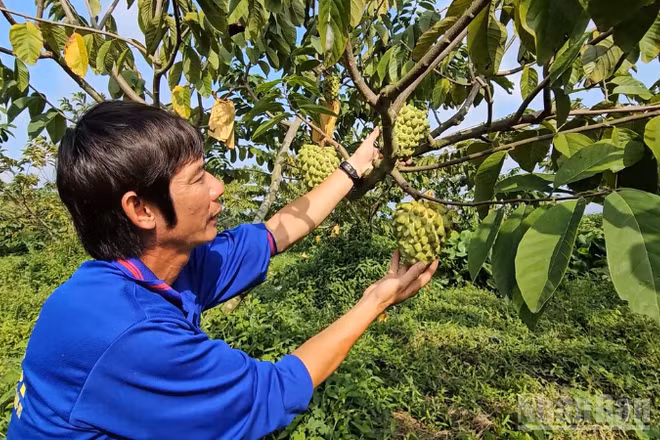 Ông Nguyễn Thanh Toàn kiểm tra sinh trưởng trái na sầu riêng trong vườn.