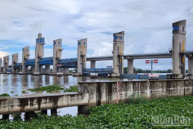 Cụm cống Cái Lớn, Cái Bé được vận hành linh hoạt với tình hình thủy văn bất lợi gây ra.