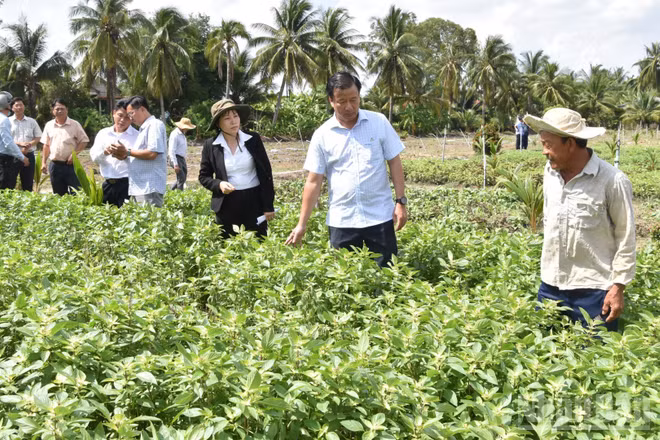 Lãnh đạo Ủy ban nhân dân tỉnh Đồng Tháp và các sở, ngành trực tiếp xuống ruộng rau để xác minh và làm rõ nguyên nhân bị thiệt hại. 