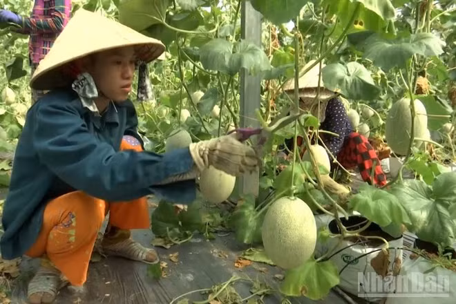 Nông dân chăm sóc mô hình trồng dưa lưới tại xã Hiệp Hưng, thành phố Cần Thơ.