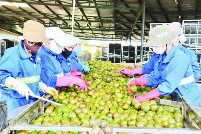 Dây chuyền tuyển chọn chanh dây bảo đảm chất lượng.