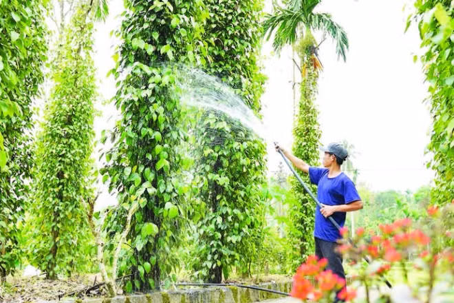 Cây tiêu ở Tiên Phước mang đậm dấu ấn lịch sử, văn hóa và tri thức canh tác truyền thống của người dân vùng trung du xứ Quảng.