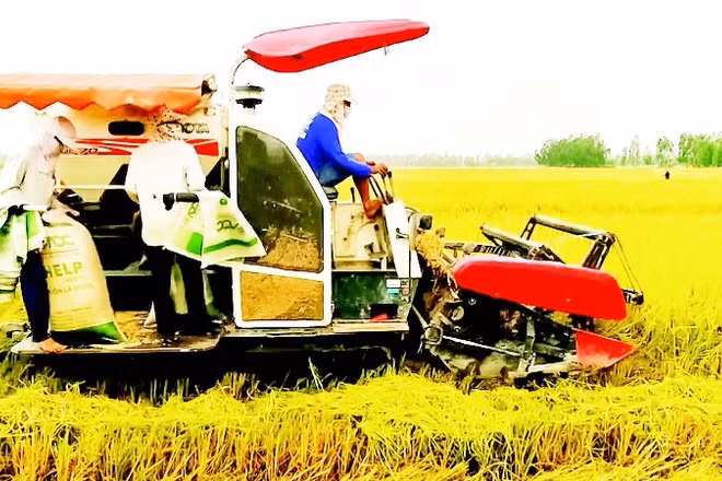 Nhu cầu vay vốn sản xuất, kinh doanh lúa gạo cao nhưng khó tiếp cận. Trong ảnh: Nông dân thành phố Cần Thơ thu hoạch lúa chất lượng cao.