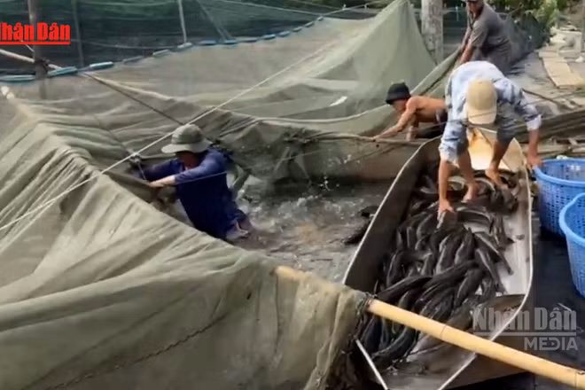 [Video] Làng nuôi cá lóc Đồng Nai vào cao điểm thu hoạch dịp vía Thần Tài