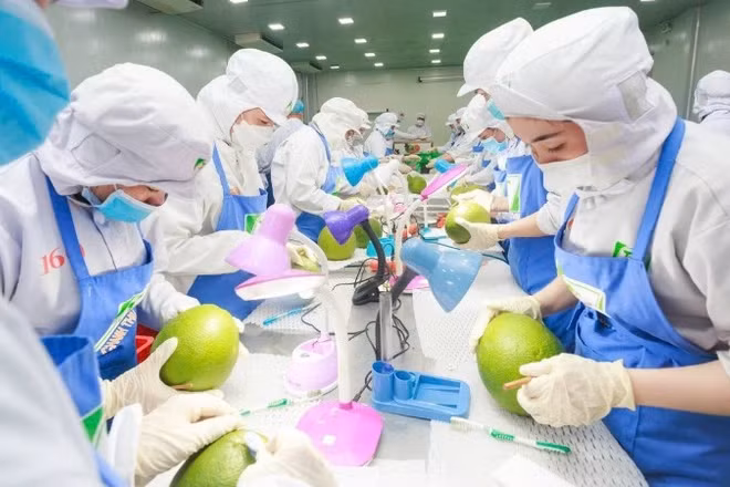 Xử lý kỹ thuật cho trái bưởi trước khi xuất khẩu tại Công ty cổ phần Tập đoàn Xuất nhập khẩu trái cây Chánh Thu. (Ảnh: MINH ANH)
