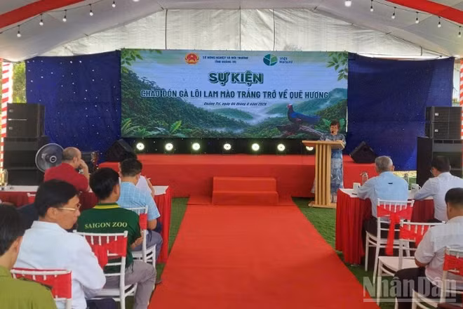 Sự kiện “Chào đón Gà lôi lam mào trắng trở về quê hương” diễn ra chiều 4/8, tại bản Bang, xã Kim Ngân, tỉnh Quảng Trị.